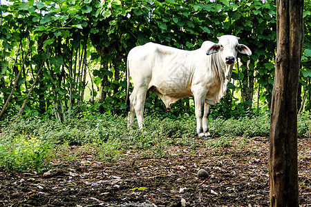 白危地马拉布拉曼公牛图片