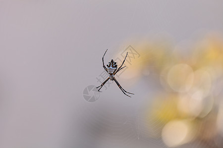 银蜘蛛 叫阿吉尔珀正方形金银花捕食者昆虫网络织工球体银色图片