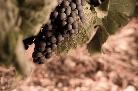 特写波尔多葡萄园新鲜葡萄园园艺植物酿造发酵酒庄生长阳光农业黑色走道图片