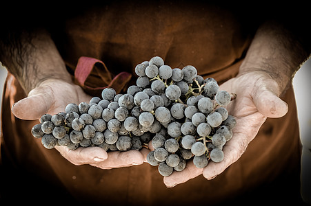 农民手握新鲜收获的黑葡萄工人生长农业藤蔓酿酒师植物酒商采摘水果季节图片
