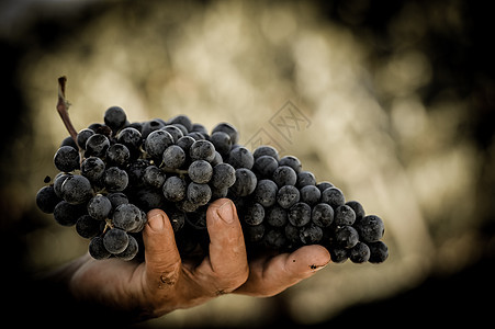 农民手握新鲜收获的黑葡萄酒厂水果酒庄葡萄园季节收成生长男人酒商采摘背景图片