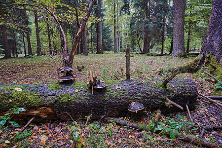 森林中枯树树干堆积过度生长的枢纽图片