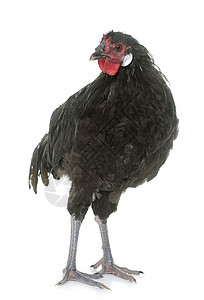 fleche鸡农业动物公鸡乡村工作室家禽黑色图片