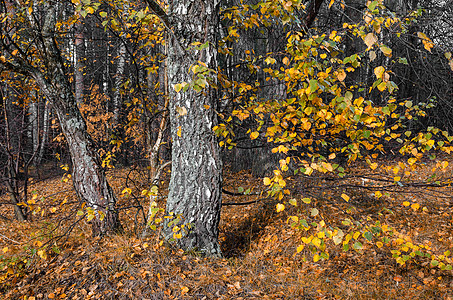 10月金秋草本植物黄色公园季节环境橙子树叶季节性森林太阳图片