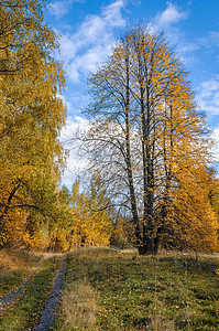 10月金秋红色环境黄色橙子草本植物公园季节森林绿色季节性图片