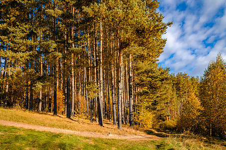 在秋季森林季节植物群射线桦木植物金子琥珀色松针树叶环境图片