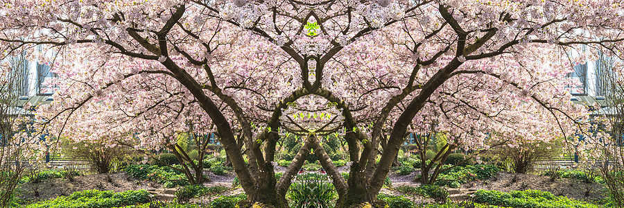 春天的粉红树花木头枝条园林叶子植物学果树太阳季节水果植物群图片