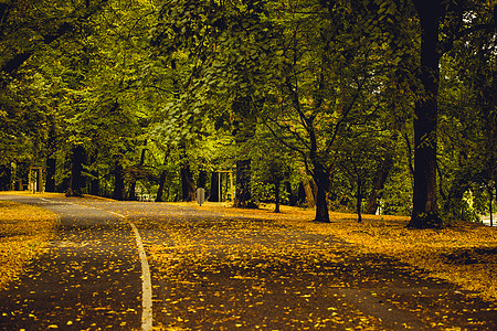 公园的秋秋色落下乡愁游客小路大街胡同城市树木绿色日光橙子图片