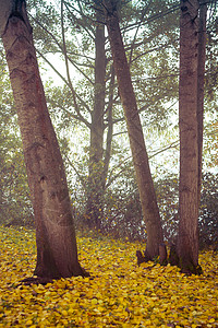 秋天在沃京的戈德斯沃斯公园大街小路胡同城市公园长椅橙子游客树木印象图片