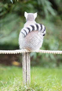 环尾狐猴Lemur catta毛皮荒野眼睛哺乳动物动物卡塔食物条纹野生动物黑与白图片