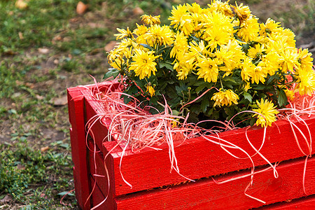 在花园的红色木箱里 黄色菊花草本植物稻草房间花盆装饰雏菊园艺木头叶子花朵图片