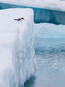 Jokulsarlon的鸟人 冰岛的一个大冰川湖旅行荒野冰山灾难海景环境野生动物地形国家船尾图片