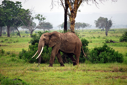 在热带草原与世隔绝的大象树干动物国家野生动物公园旅行哺乳动物食草白色荒野图片