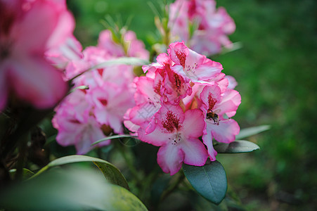 花园中的粉红花蜘蛛花束绿色公园花瓣植物群植物学墙纸紫色植物图片