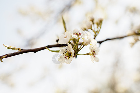 春天的苹果树开花季节枝条植物叶子绿色粉色园艺花瓣白色花园图片