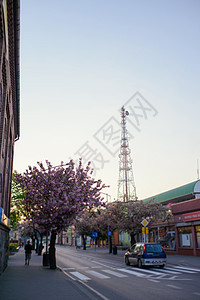 春初城市街道樱花传统红色花园公园白色季节小路粉色图片