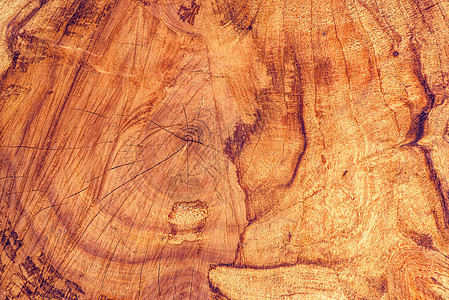 白蜡树树干横截面森林植物木头日志材料棕色树桩树木戒指木材图片