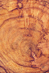 白蜡树树干横截面戒指木头植物棕色树木环境日志树桩木材材料图片
