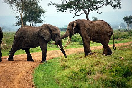 两头大象在泥土轨道上玩耍图片