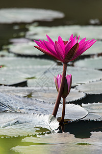 平克莲花花图片