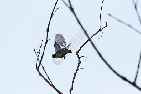 小鸟飞在木棍之间图片