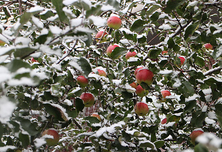 雪下的苹果果园图片