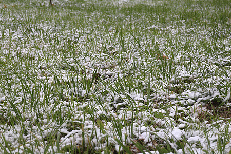 下雪覆盖绿草植物白色寒冷场地天气图片