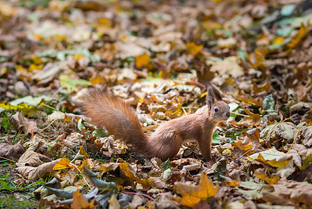 秋天公园的松松鼠森林橙子生物树叶墙纸头发坚果公园冒充尾巴图片
