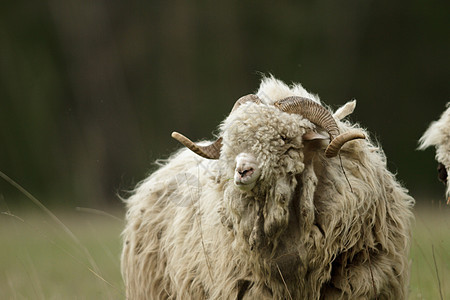 绵羊羊毛婴儿哺乳动物团体农村牧羊人羊肉手表草地母羊图片