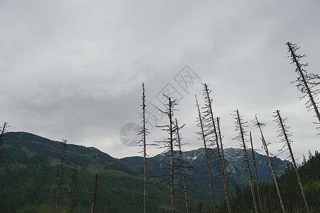 山林中的松树山脉阴影荒野树木棕色空地地面绿色植物公园图片