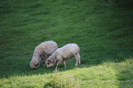 小绵羊在绿草地上放牧农业季节羊肉动物家畜农田晴天风景场地哺乳动物图片