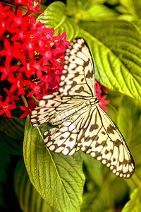 在彩色花朵上特写无蝴蝶花园昆虫向日葵宏观君主白色漏洞翅膀橙子黑色图片