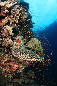 珊瑚生活潜水印度尼西亚海海洋风景荒野游泳热带勘探野生动物假期旅行旅游场景图片