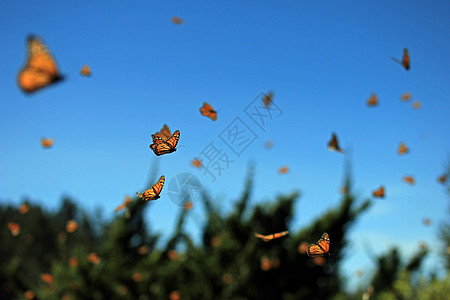 蝴蝶在飞翔图片