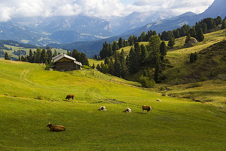 牧牛国家奶牛日落小木屋风景高山蓝色村庄爬坡石头图片