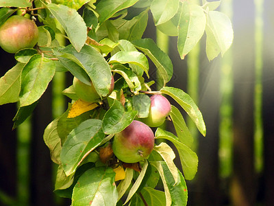 树枝上苹果的夏季图片阳光收获框架农业茶点季节生长食物太阳农场图片