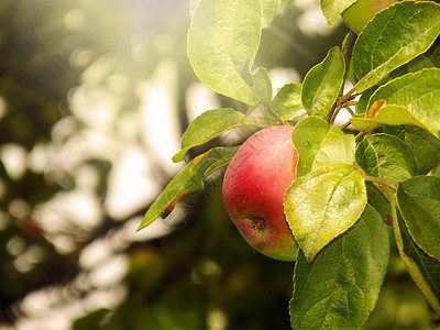树枝上苹果的夏季图片收获食物茶点农业植物生物学太阳商业生长树林图片