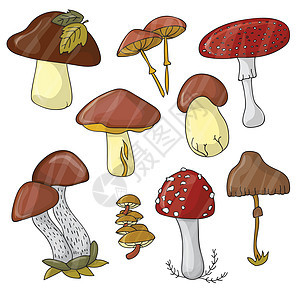 用彩色蘑菇插图卡通片红色森林植物食物茶点健康收藏生长白色图片
