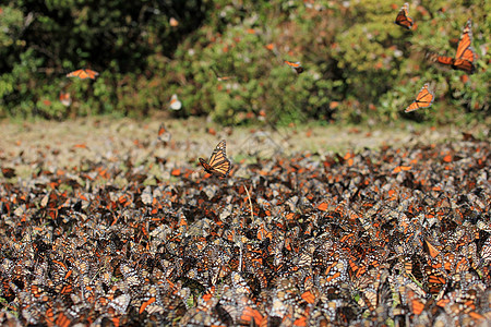 Monarch 蝴蝶 Michoacan 墨西哥昆虫森林旅行生物树干世界野生动物翅膀包围移民图片