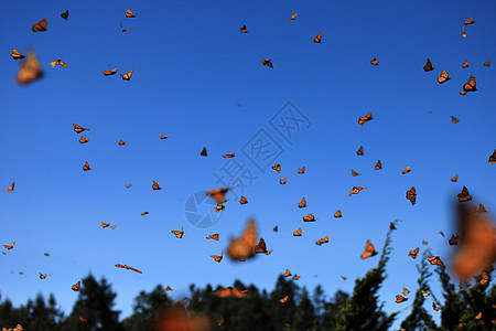 Monarch 蝴蝶 Michoacan 墨西哥动物旅游吸引力殖民地包围公园保护移民景点翅膀图片