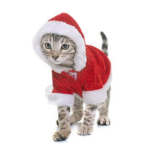 穿戴成衣的白领小猫宠物动物乐趣灰色幽默红色工作室兜帽图片