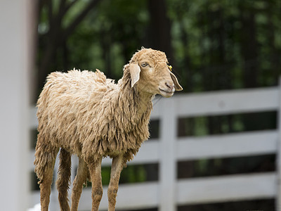 在泰国农场里有只棕色羊农业草地场地反刍动物哺乳动物旅行宠物农田羊毛家畜图片