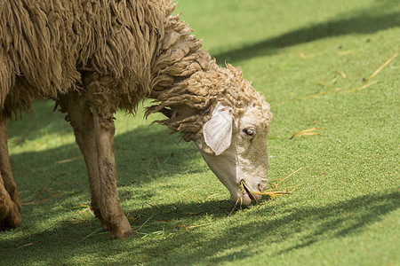 农场里棕羊吃草的画面草地场地牧场动物园羊肉羊毛家畜哺乳动物标签农田图片
