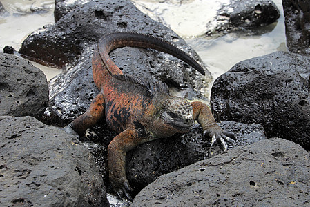 加拉帕戈斯海鬣蜥在熔岩岩石上休息群岛濒危狮子荒野蜥蜴海洋海岸皮肤鸡冠花岛屿图片