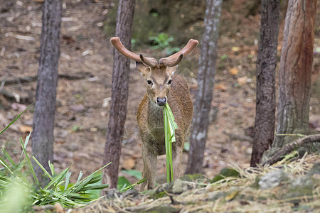 森林中一棵松草的雕像动物国家食草男性荒野场地水鹿野生动物丛林女性图片