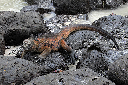 加拉帕戈斯海鬣蜥在熔岩岩石上休息怪物蜥蜴动物爬虫鸡冠花荒野狮子皮肤海岸热带图片