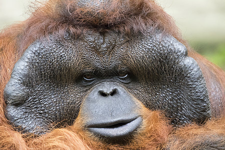 一只大雄猩猩橙色猴子的影像智力国家动物园荒野森林成人男性情感侏儒野生动物图片