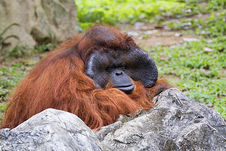一只大雄猩猩橙色猴子的影像公园头发哺乳动物侏儒丛林灵长类森林情感力量成人图片