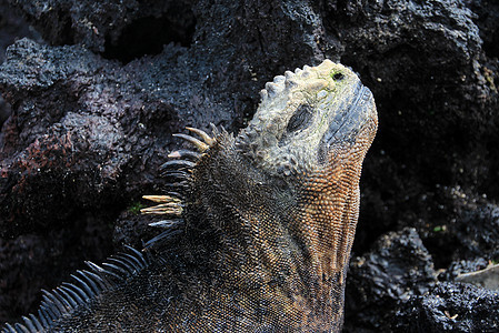 加拉帕戈斯鸡冠花热带怪物海洋荒野蜥蜴岛屿野生动物群岛爬虫图片