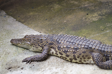 生活在池塘中Crocodile农场的鳄鱼图片